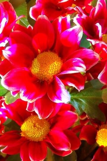 FX №265455 Crimson Cascade, Floral Euphoria