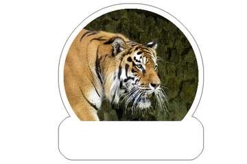 FX №265630 Tiger sticker