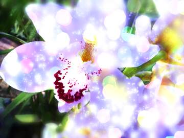 FX №266385 Bloom Vibes: Greetings in Full Blooming Bloom