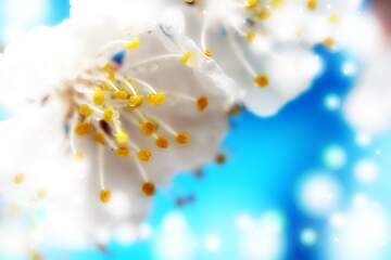 FX №266055 Floral Cascade on Azure Background
