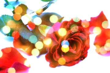 FX №266297 Floral Harmony: Roses Blossom in Love`s Greetings