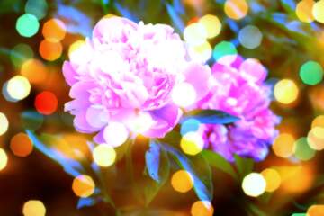 FX №266345 Floral Love Elegance: Pink Flower on Greetings Canvas