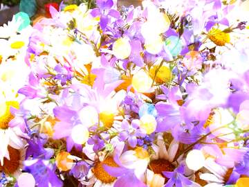 FX №266701 flowering marguerite daisy background Stock Photo