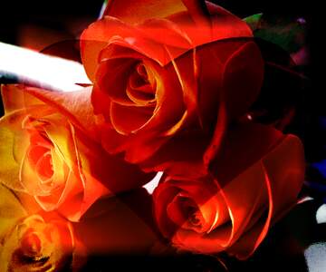 FX №266246 Love`s Canvas: Roses Blossom in Background Elegance