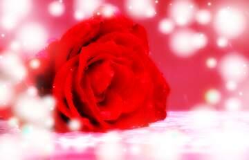 FX №266318 Love`s Radiance: Roses Blossom in Greetings Elegance