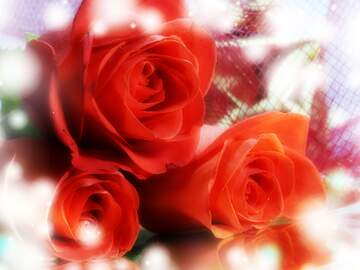 FX №266309 Love`s Radiance: Roses Blossom in Greetings Symphony