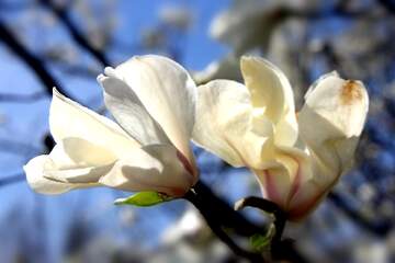 FX №266197 Love`s Radiant Embrace: Magnolia Blossoms in Spring