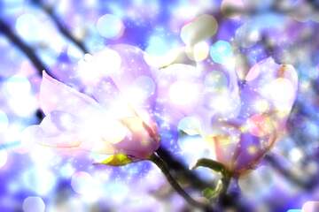 FX №266195 Magnolia Love Blooms Radiantly in the Canvas of Spring