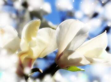 FX №266182 Magnolia Love Blossoms in the Radiance of Spring`s Embrace