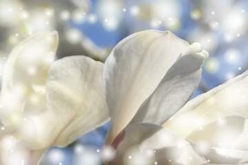 FX №266176 Magnolia Love Symphony: Blooms Unveiled in the Canvas of Spring