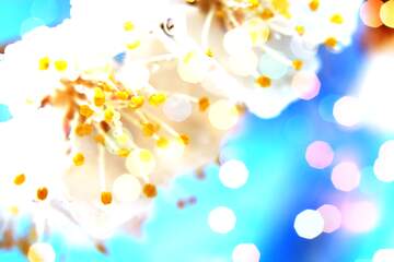 FX №266069 Radiant Blue Blossoms Background