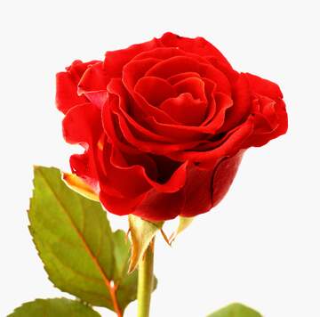 FX №266659 Rose flower