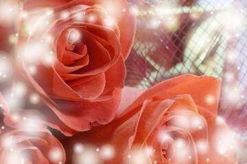 FX №266304 Rose Petal Elegance in Love`s Background Bloom