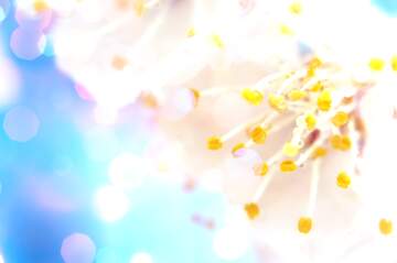 FX №266068 Spring`s Azure Bloom Symphony