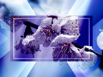 FX №266081 Spring`s Blue Blossom Serenity