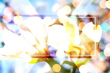FX №266193 Spring`s Elegance: Magnolia Love Blossoms in Harmony