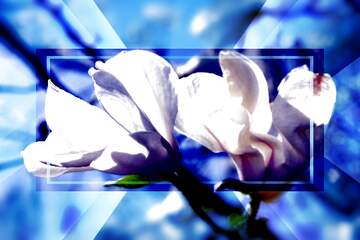 FX №266183 Spring`s Magnolia Love Waltz: Petal Harmony Unveiled