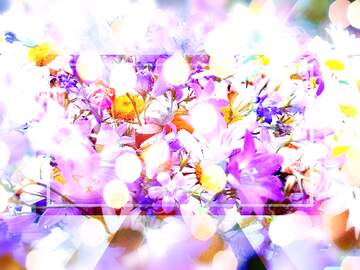 FX №266707 Wallpaper bloom, white daisy, flowers, flora desktop wallpaper, hd