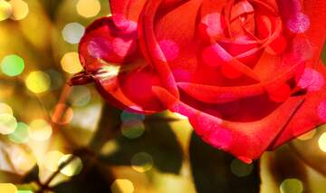 FX №266512 Wishing Petal Bliss: Greetings in Full Bloom
