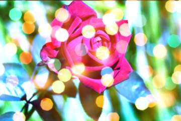 FX №266523 Wishing on Petals: Greetings in Full Bloom
