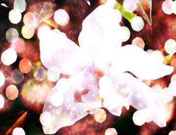 FX №267221 Blooming Bliss: Orchid Holiday Wish Background