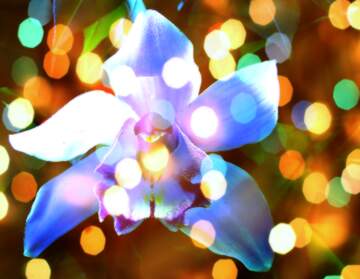 FX №267216 Blossom Dreamscape: Orchid Holiday Wishful Background