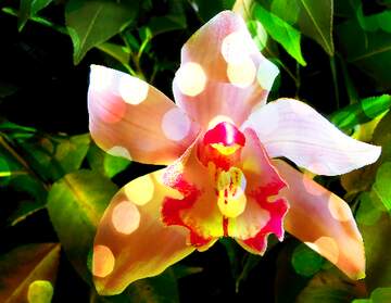 FX №267188 Enchanting Orchid Harmony: Holiday Background Beauty