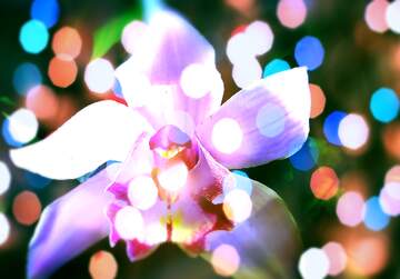 FX №267180 Enchanting Orchid Harmony: Orchid Holiday Background