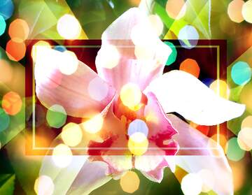 FX №267211 Lush Orchid Fantasy: A Holiday Wish Background