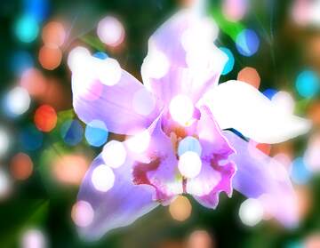FX №267185 Orchid Bloom Dreams: A Holiday Background Delight