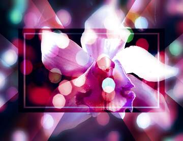 FX №267196 Orchid Dreamscape: A Holiday Wishful Background