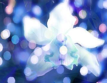 FX №267192 Orchid Flower Holiday Wish Background