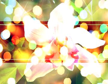 FX №267203 Whispering Orchid Wishes: A Holiday Background Dream