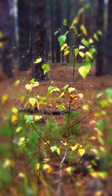FX №27032 Young birch blur frame
