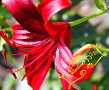 FX №27501 beautiful lily happy valentines day