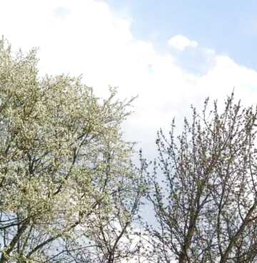 FX №28580 Spring flowering trees