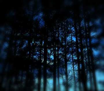 FX №29527 Dark forest blur frame