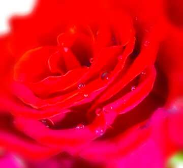 FX №3078 Image for profile picture Flower red rose.