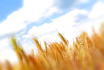 FX №30524 Wheat field