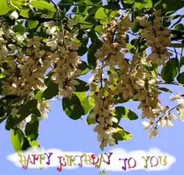 FX №34000 Acacia flowers happy birthday card