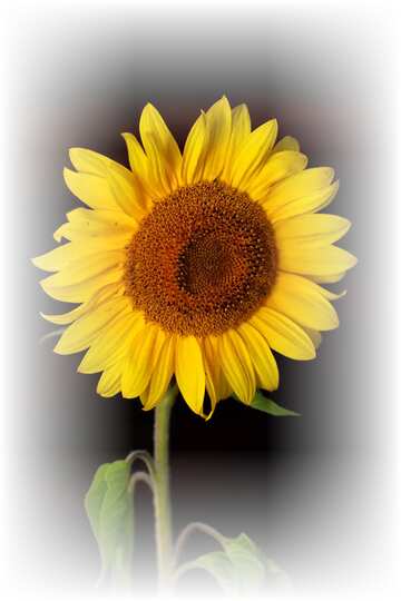 FX №33556 Sunflower flower on black background white frame