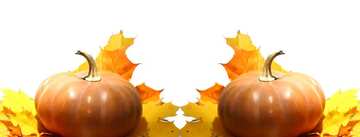 FX №35135 Two pumkin leaves  background