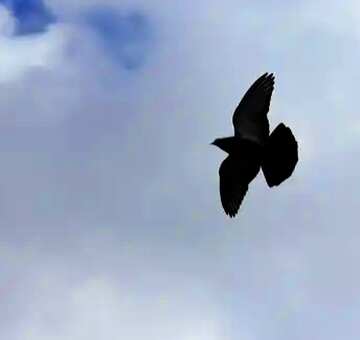 FX №36146 Flying dove in sky
