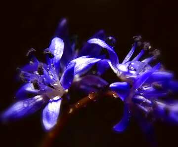 FX №36943 Dark background blue flower blur frame