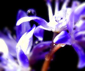 FX №36935 Macro flower blur frame