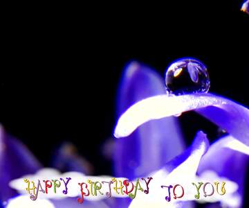 FX №36934 Macro flower with water drop happy birthday card