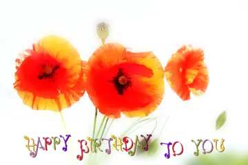 FX №36066 happy birthday card Bright poppies flowers
