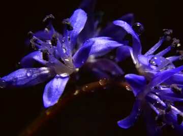 FX №36940 Dark background flower Blue