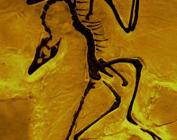 FX №4606 Cover. Skeleton fossil animal in stone.