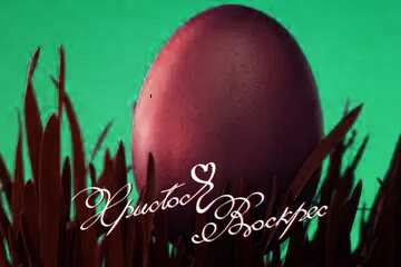 FX №4202 Red color. Background  to  postcards  at  Easter . Gold  Easter  Egg   grass  to  Blue  backdrop.